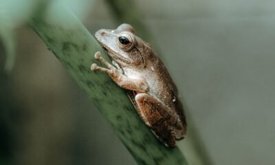 aesop's animal