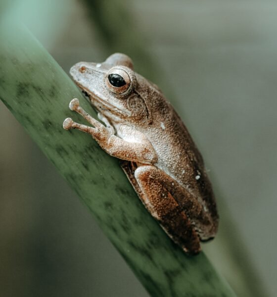 aesop's animal