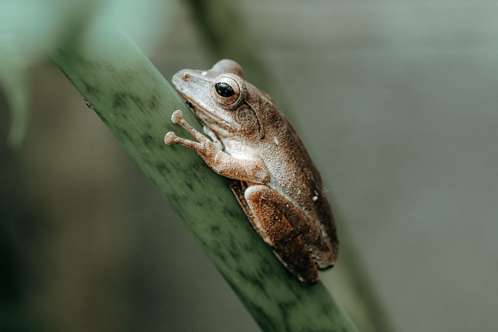 aesop's animal